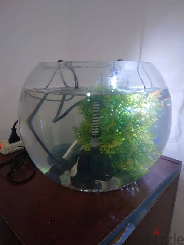round glass fish bowl aquarium containin filter and decorative plant. 1