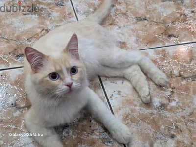white male Persian cat for adoption