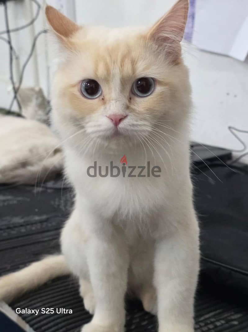 white male Persian cat for adoption 1