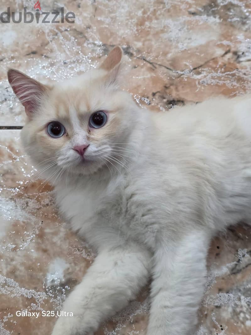 white male Persian cat for adoption 2