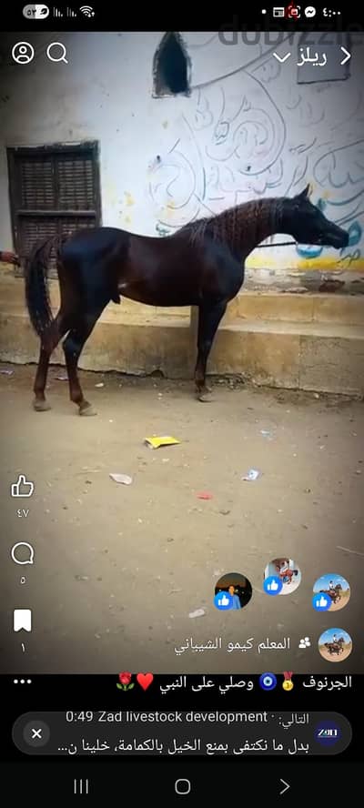 اعلان خيول
