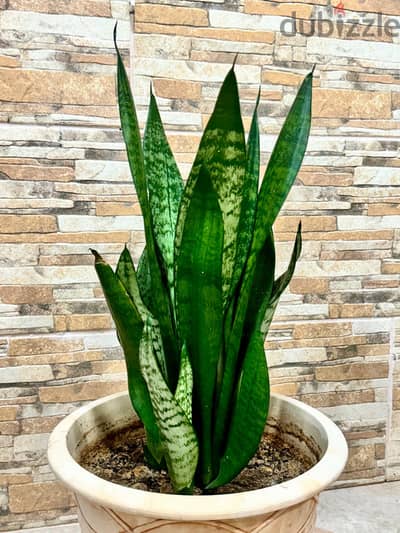 Large Sansevieria Snake Plant