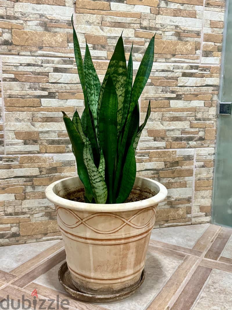Large Sansevieria Snake Plant 1