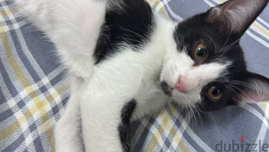 KITTENS FOR ADOPTION