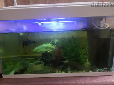Fish Tank
