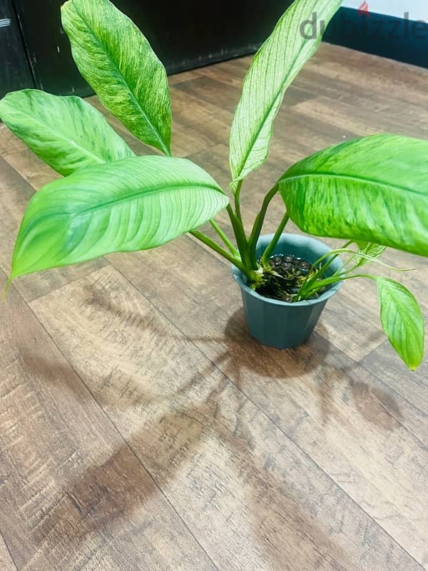 green aglonaema plant 1