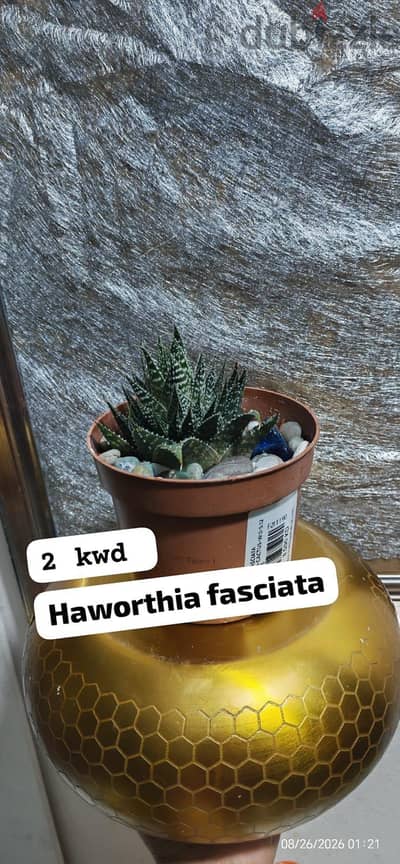 indoor plants