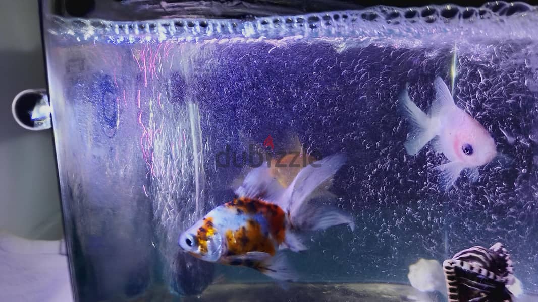 gold fish 1