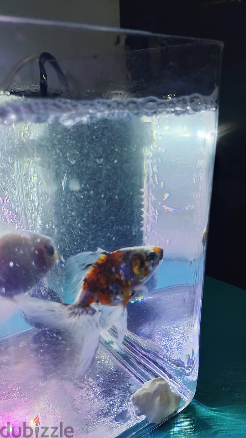 gold fish 2