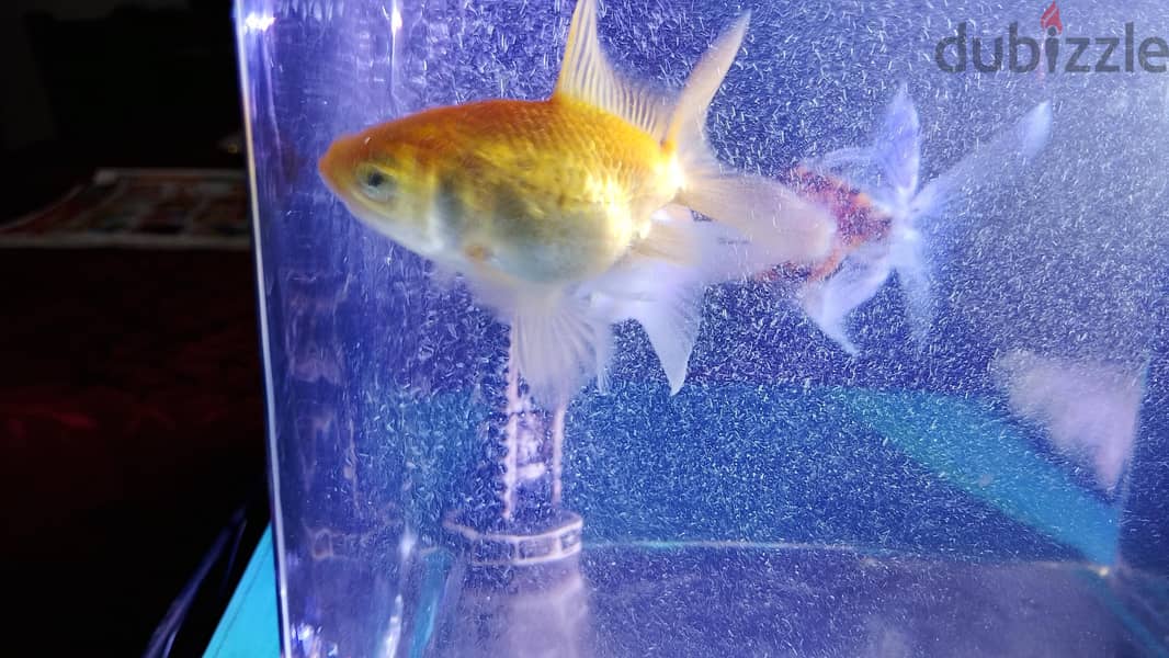 gold fish 3