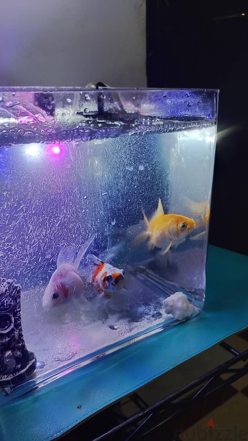 gold fish 4