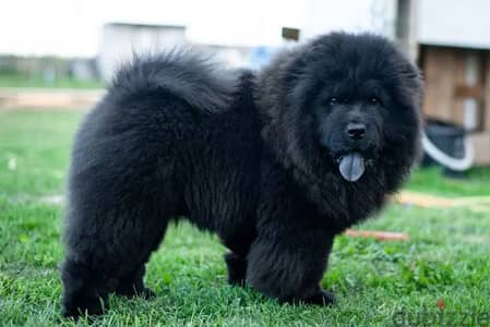 Amazing chow chow looking for good home