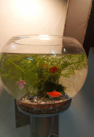 Bowl with live plants and fishes