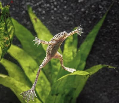 For sale corydara and African dwarf frog and mystery snail