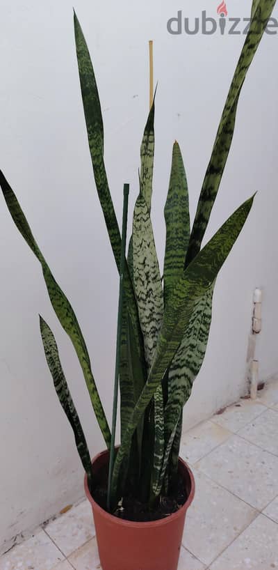 Big snake plant for sale