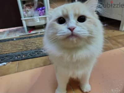 TWO ADORABLE PERSIAN CATS FOR ADOPTION