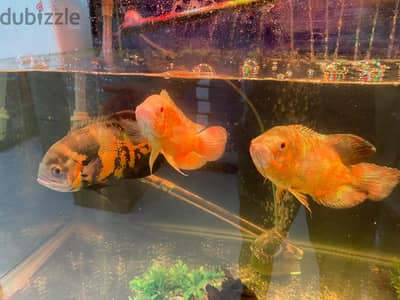 Oscar fishes for sale