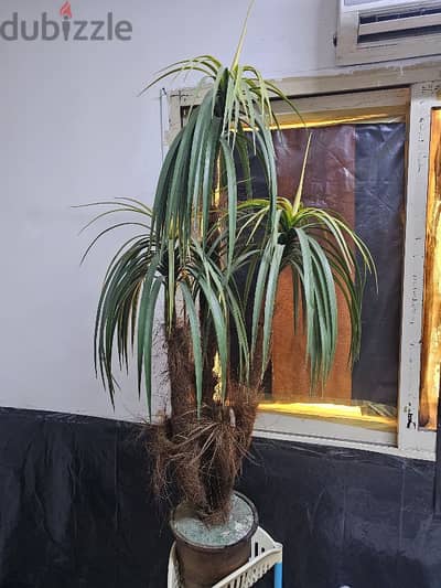 PLASTIC PLANT