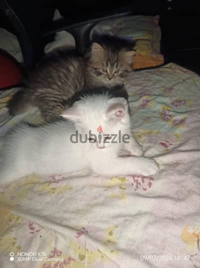 I sale my kittens