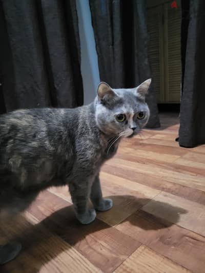 2 persian Cat for sale
