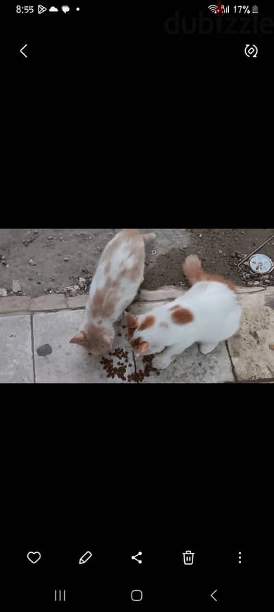 Kittens for adoption