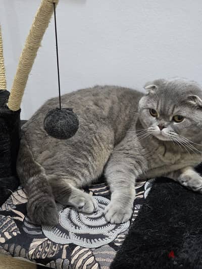 Scottish Fold for sale 20kd