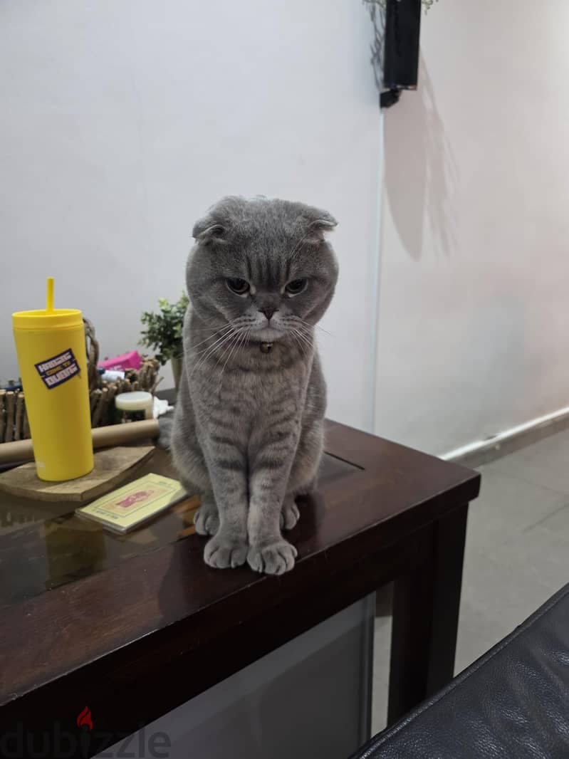 Scottish Fold for sale 20kd 4