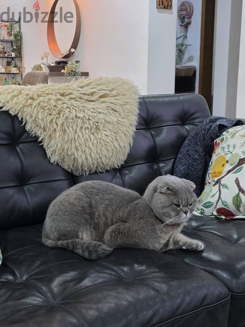 Scottish Fold for sale 20kd 8