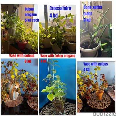 Plants