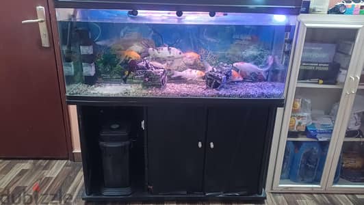 Fish tank for sale