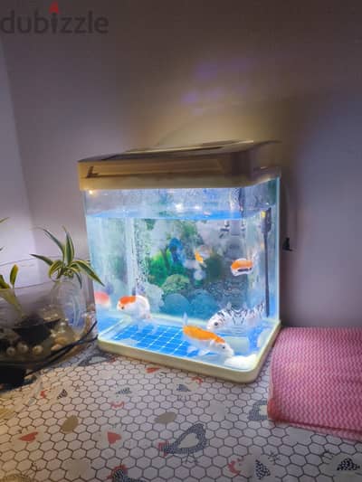 aquarium with fish