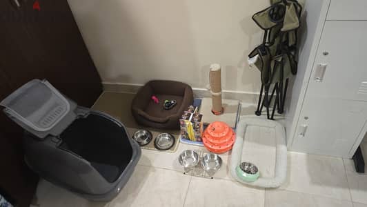 Cat Accessories Set for Sale – Good Condition
