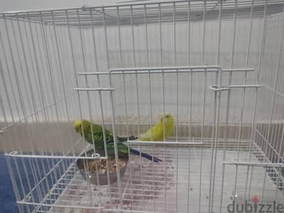 Budgie Bird for sale