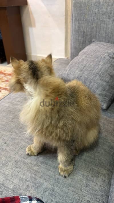 للبيع قطوه شيرازي ذهبي