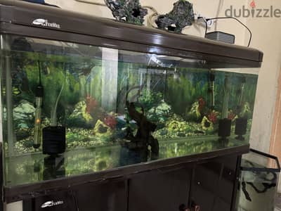 Large aquarium for sale