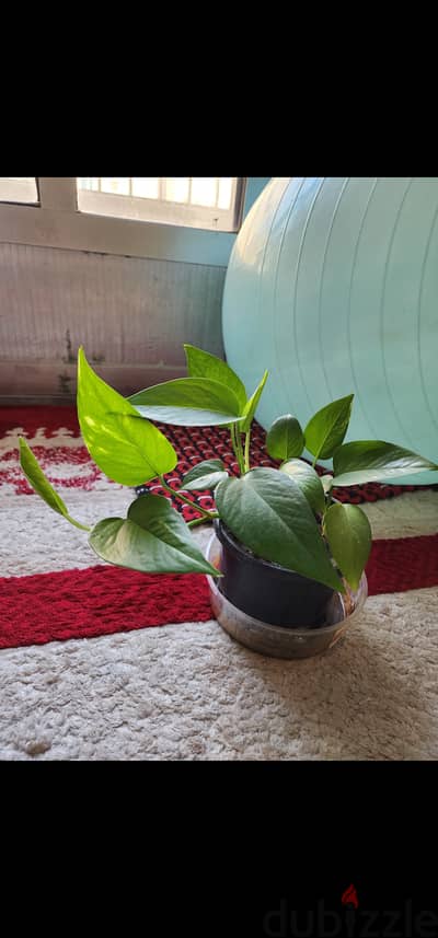 Plant for sell 1.5kd