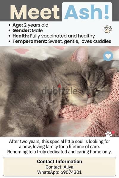 Cat for adoption for free