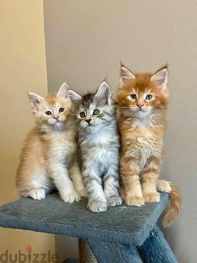 mainecoon kittens free for adoption