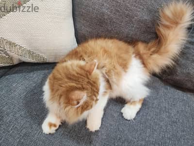 cat for adoption