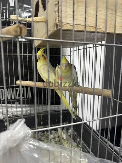 cockatiel parrot pair