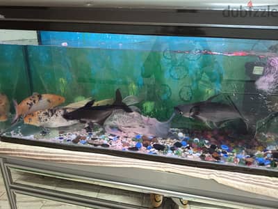 Aquarium With fish MOB:98009024/50694821
