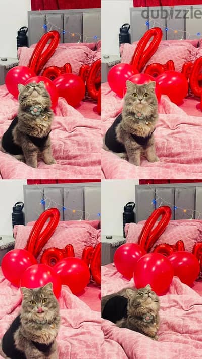 Male Cat for Adoption Free
