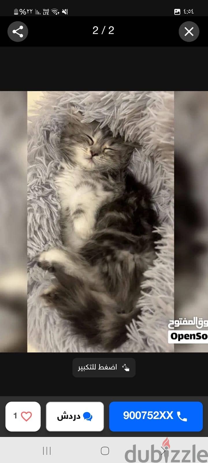 Male Cat for Adoption Free 1