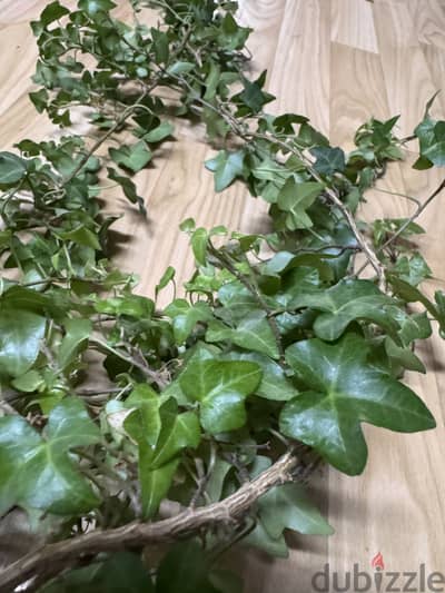 Beautiful Large English Ivy - 4 Meters Long