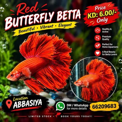 Full moon beatta fish available