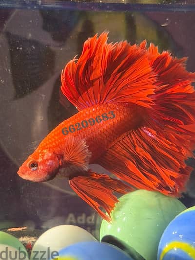 Full moon beatta fish available