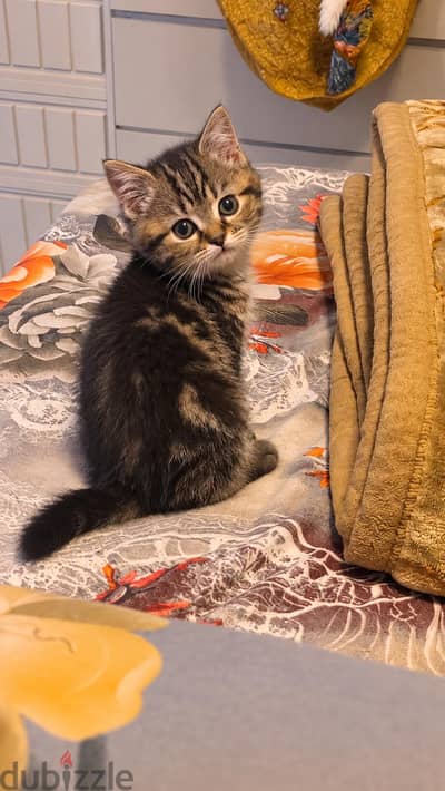 british short hair tabby