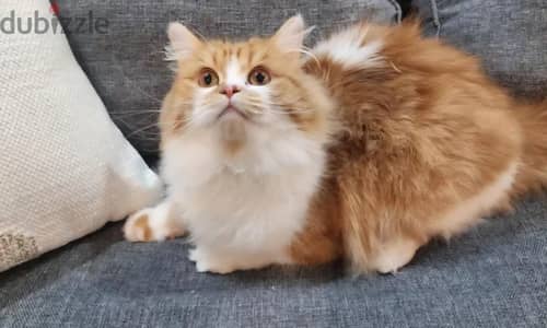 cat for sell persain cat (urgent sell)
