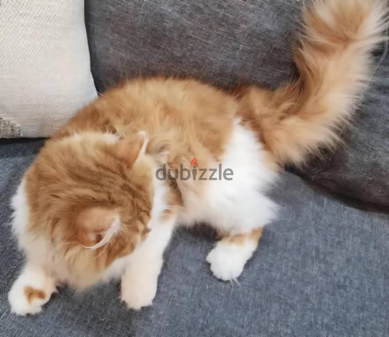 cat for sell persain cat (urgent sell) 1
