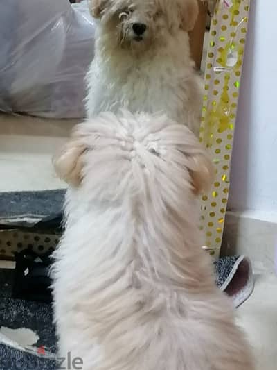 Malteshitzu